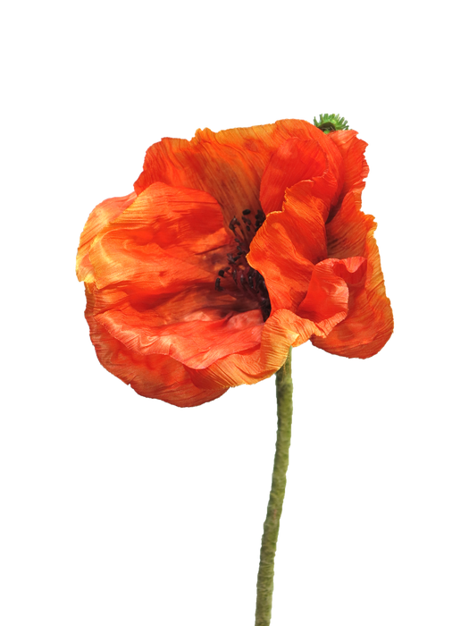 PAPAVER NUDICAULE ORANGE 70CM