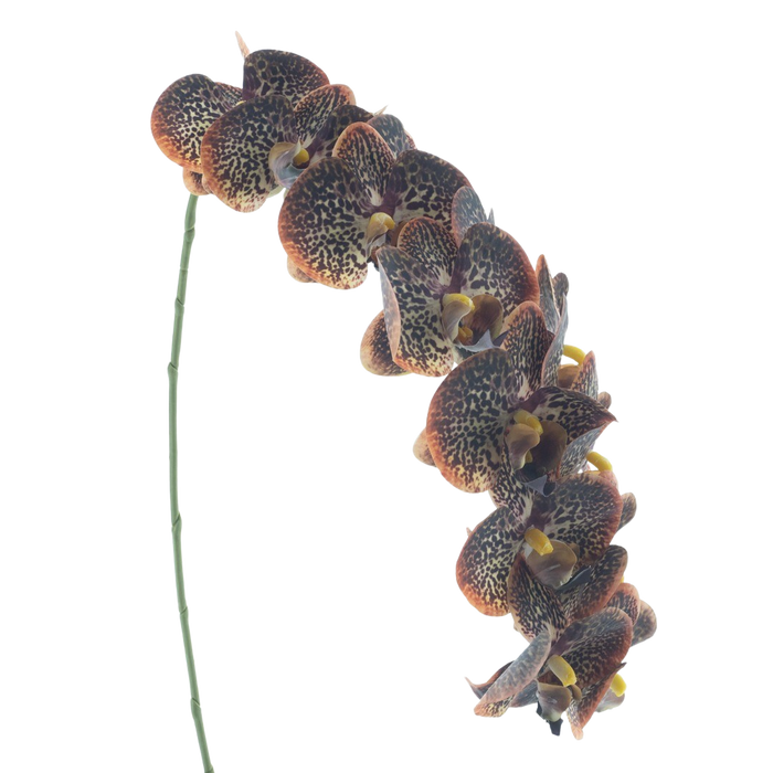 PHALAENOPSIS 111CM