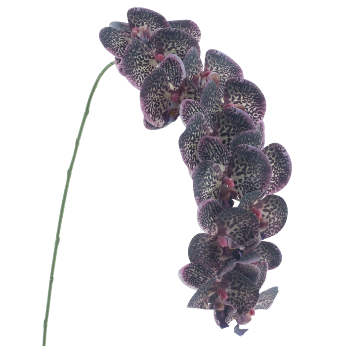 PHALAENOPSIS PURPLE 111CM