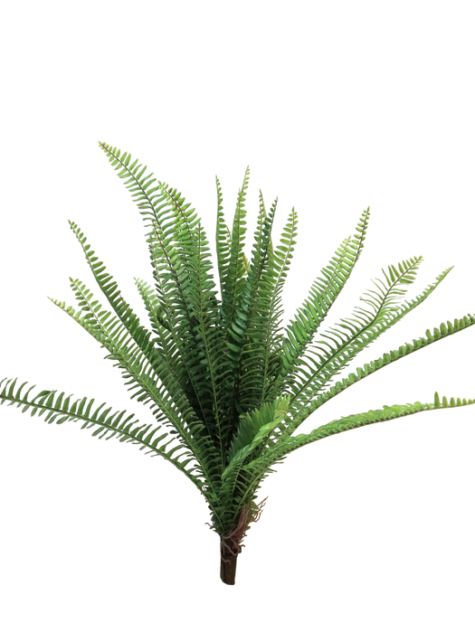 FERN TORRES SUNRISE 60CM