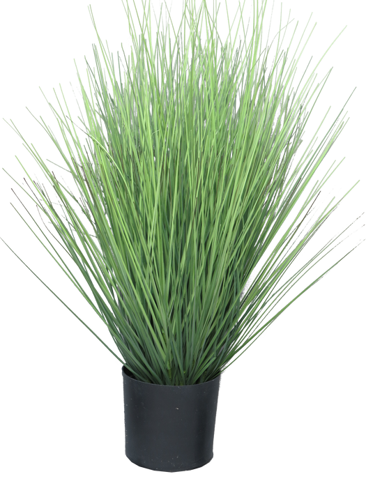 KING FESTUCA GREEN IN POT 60CM