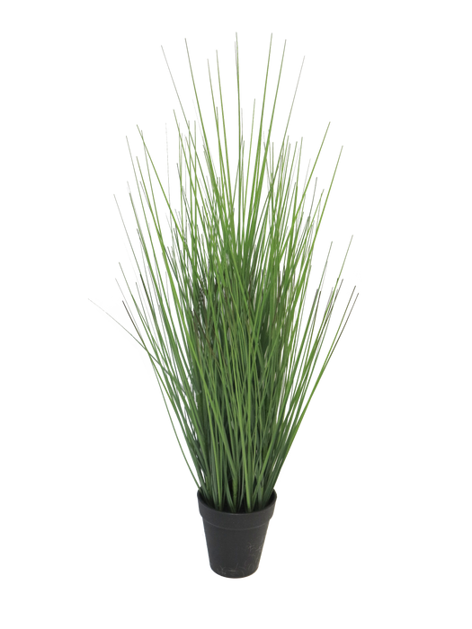 KING FESTUCA IN POT 61CM