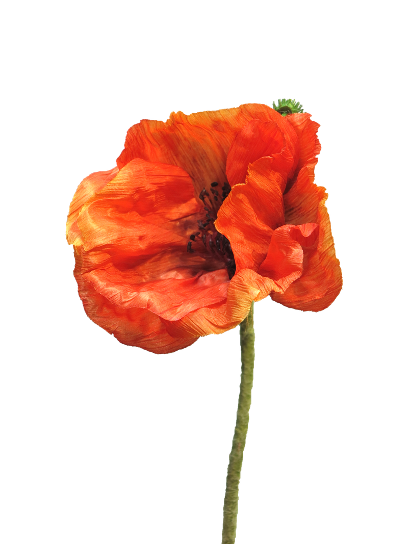 PAPAVER NUDICAULE ORANGE 70CM