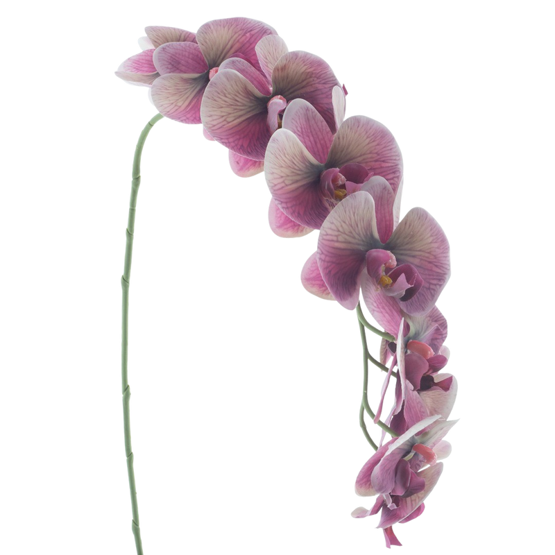 PHALAENOPSIS  111CM