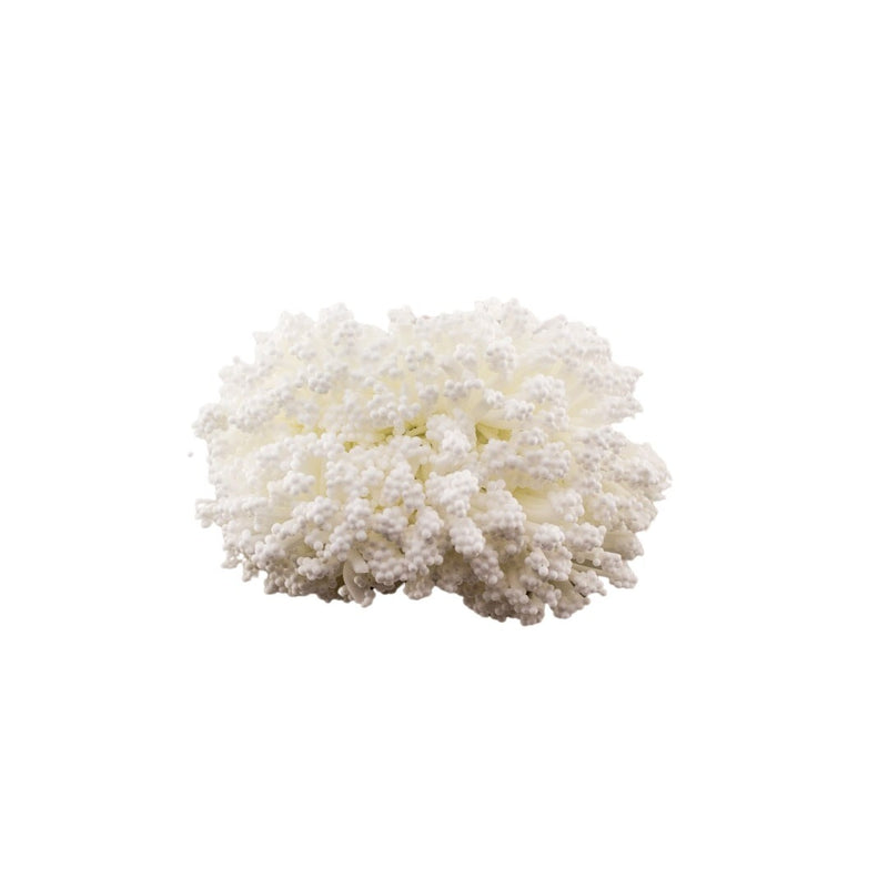 MINI GYPROFILO WHITE