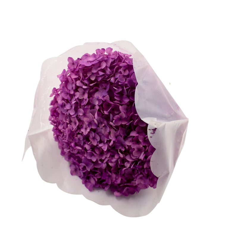 PRESERVED ORTASIA PURPLE