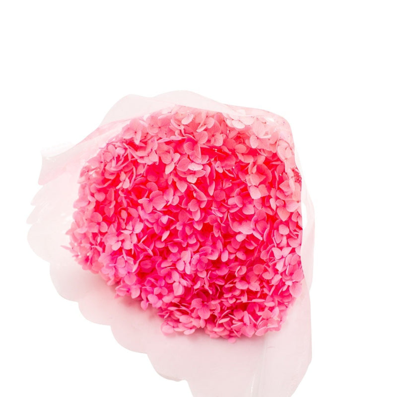 PRESERVED ORTASIA PINK