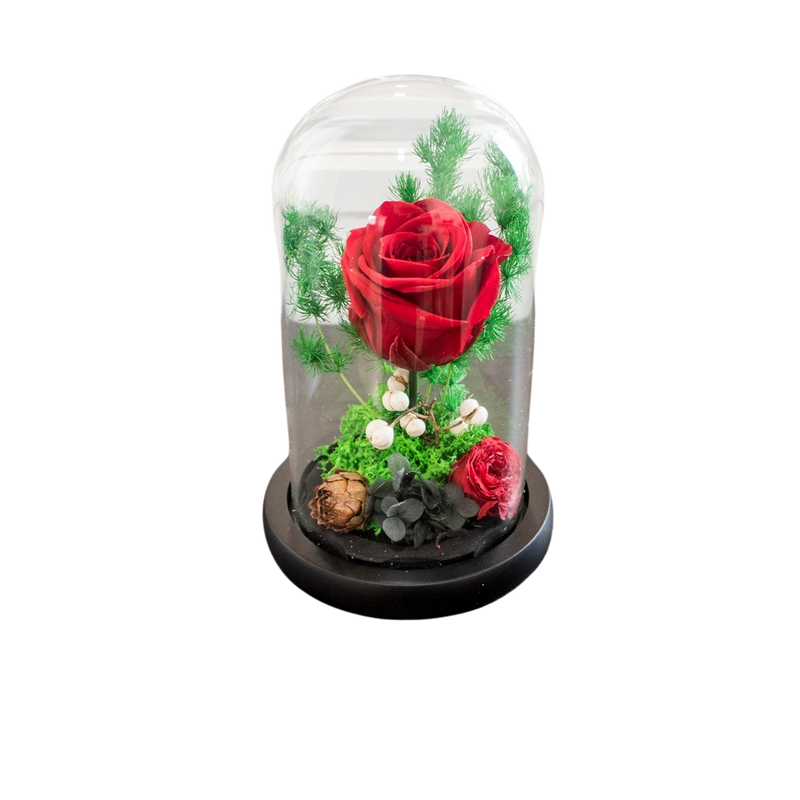 PRESERVE ROSE IN DOME 10X18CM RED
