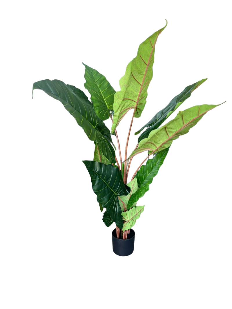 TARO WITH POT 150CM