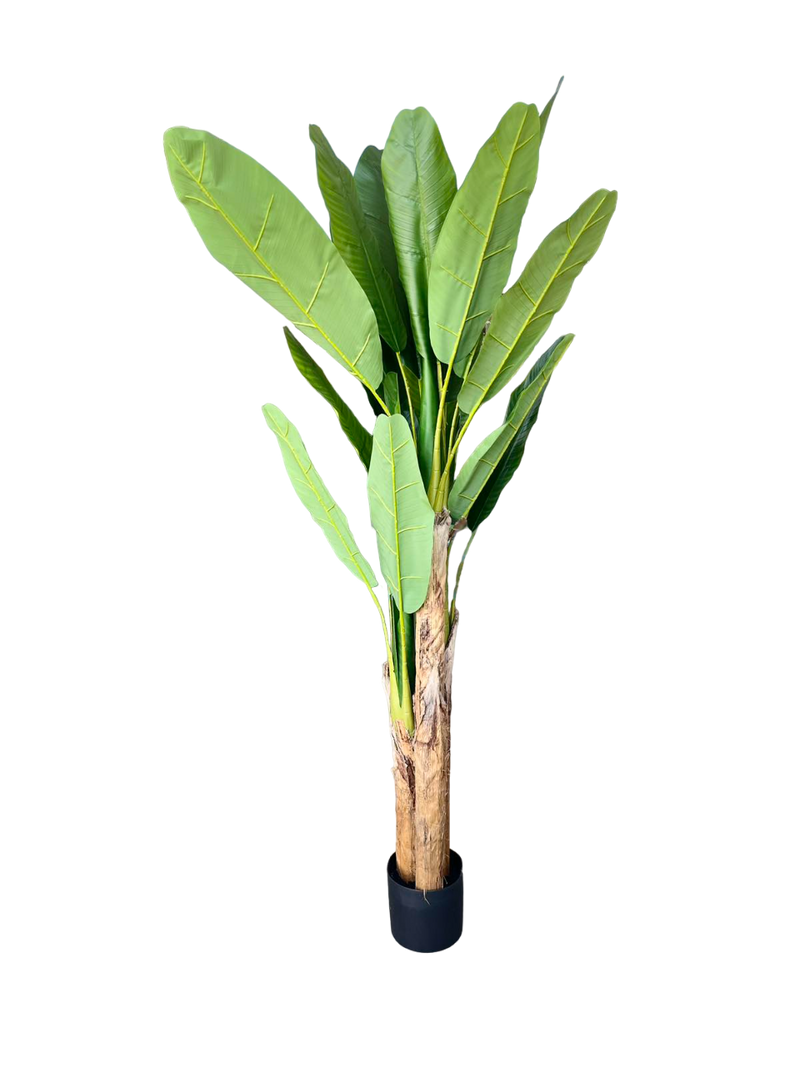 BANANA TREE 190CM