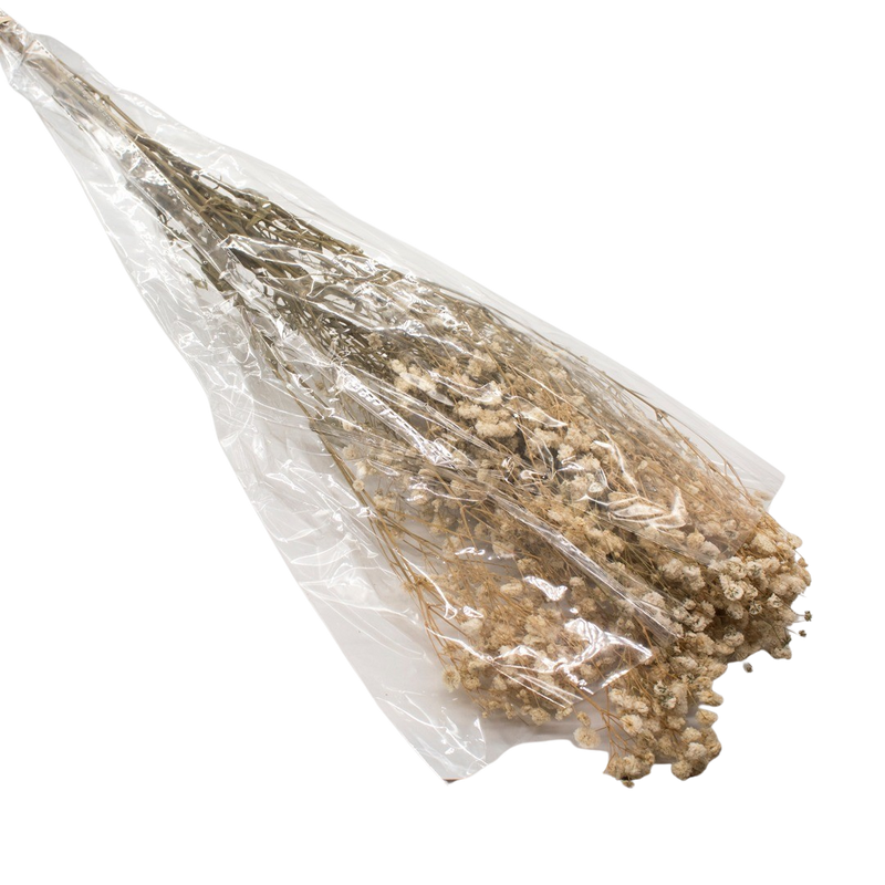 DRIED GYPSOFYLLO IVORY 100G