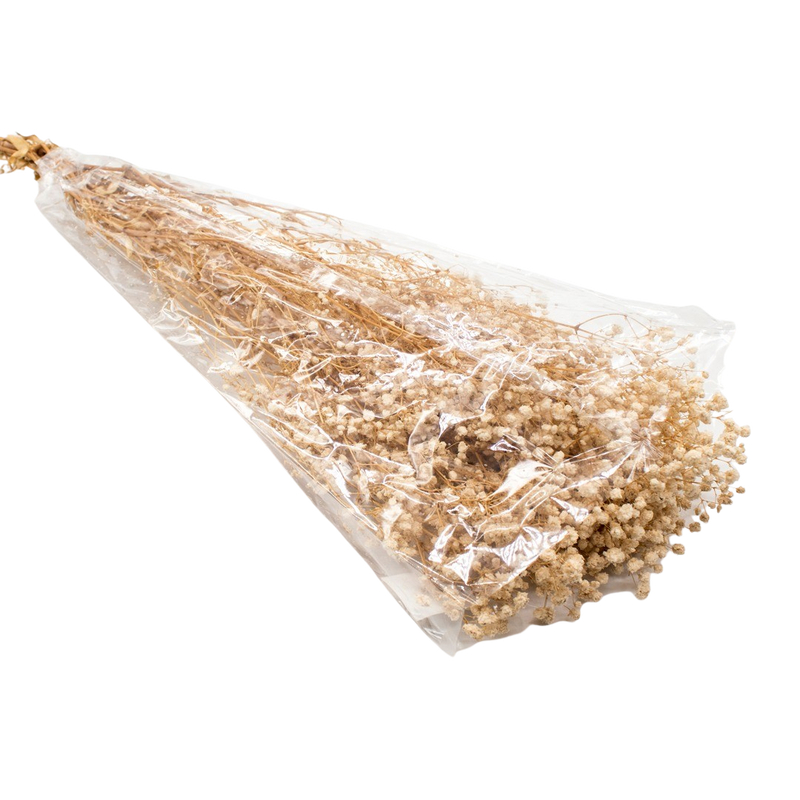 DRIED GYPSOFYLLO IVORY 100G
