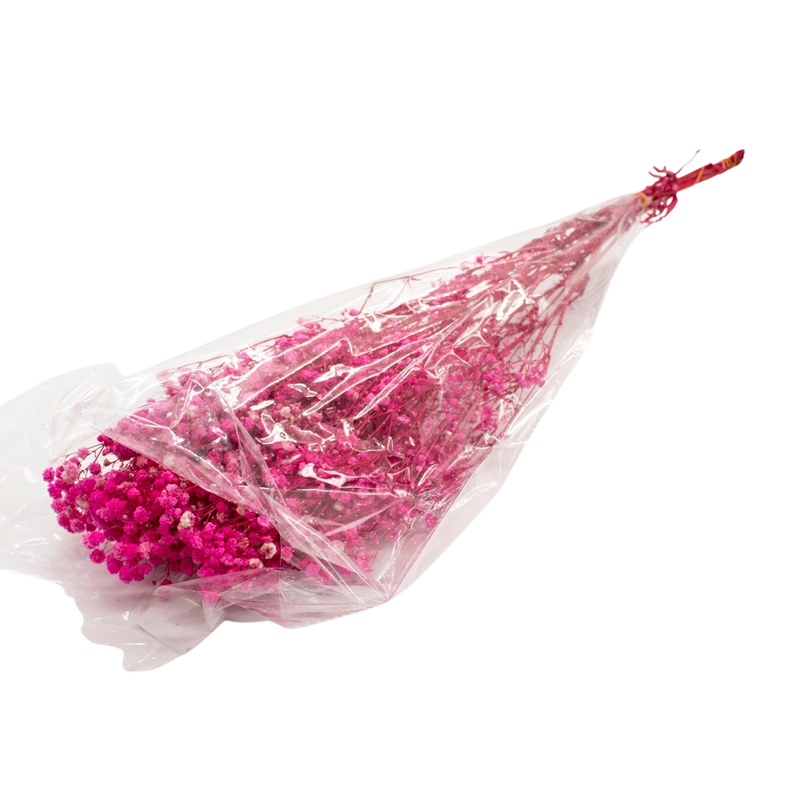 DRIED GYPSOFYLLO H/PINK 100G