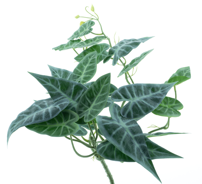 HANGING ALOCASIA 55CM