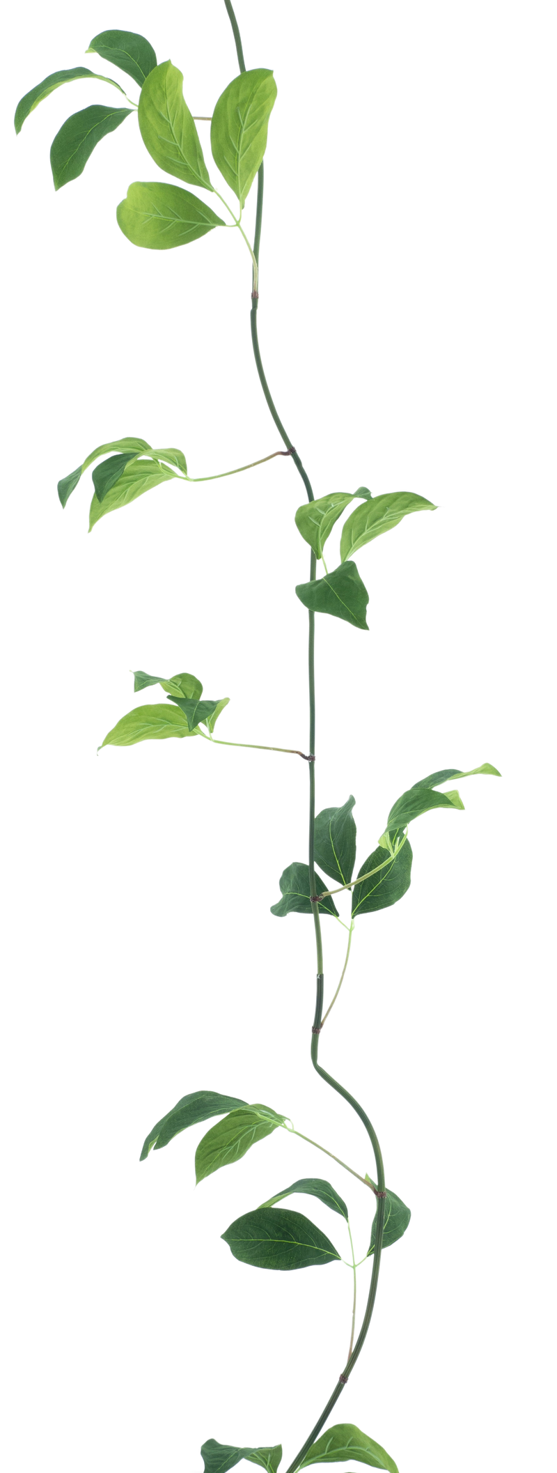 SPARROW LEAF GARLAND 280CM