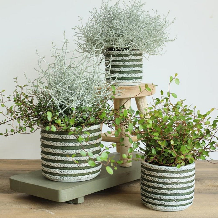 POT RAF 8.5X7.5 CM OLIVE