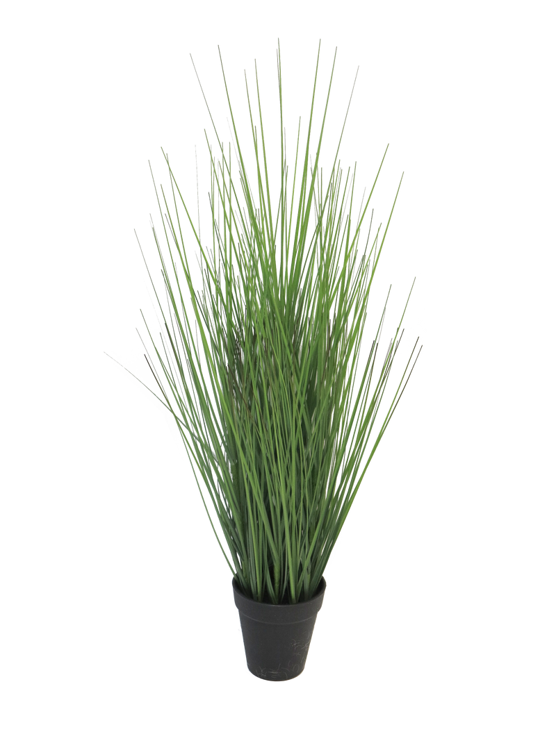 KING FESTUCA IN POT 61CM