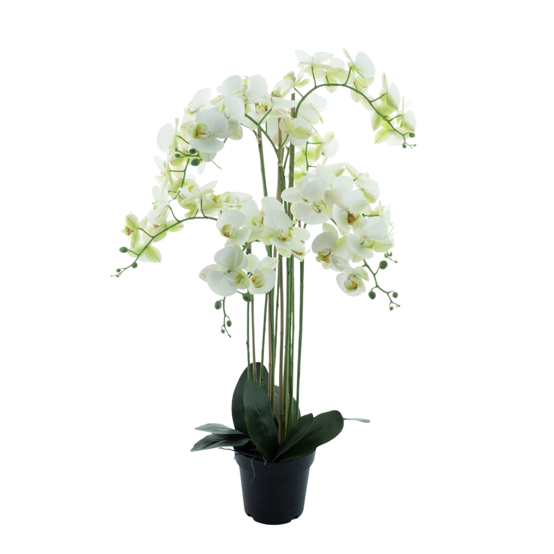 PHALENOPSIS WHT X8 IN POT 110CM