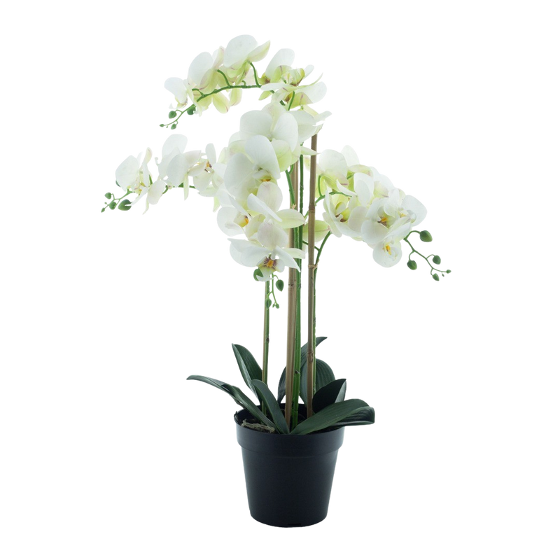 PHALENOPSIS BORA X5 IN POT WHITE 60CM