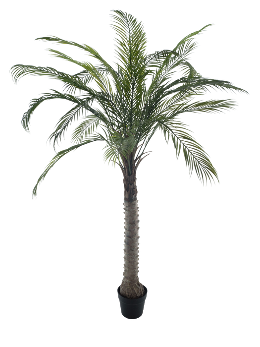 PHOENIX PALM TREE IN POT 210CM