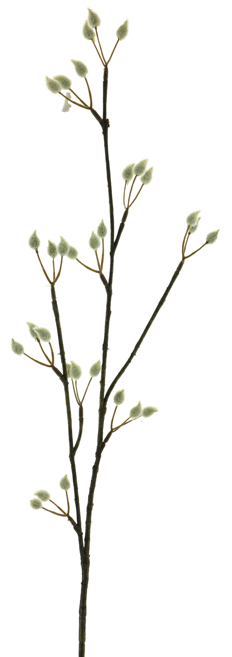 PUSSY WILLOW SPRAY CREAM 78CM