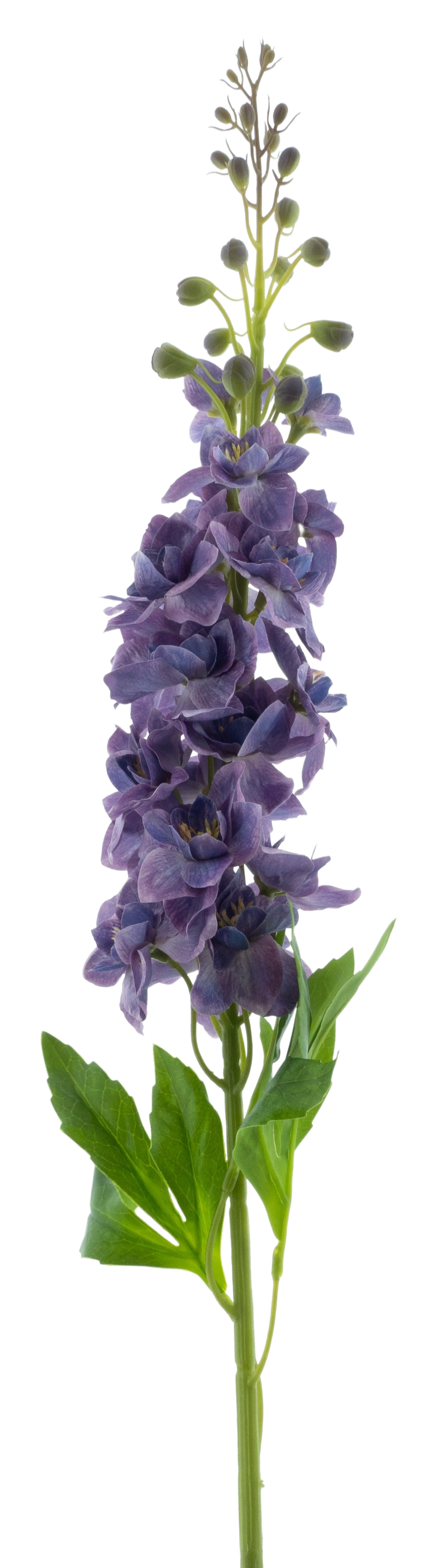 DELPHINIUM ROLAND PURPLE 87CM