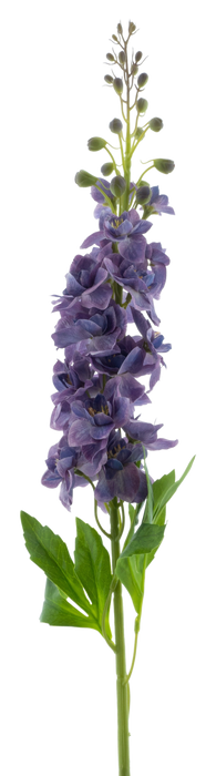 DELPHINIUM ROLAND PURPLE 87CM