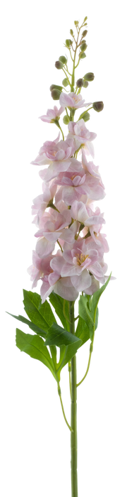 DELPHINIUM ROLAND PINK 87CM