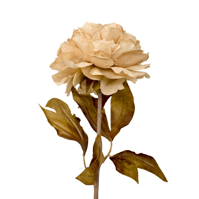 PEONY CREAM 79CM