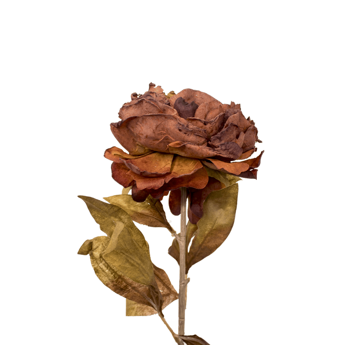 PEONY BROWN 79CM